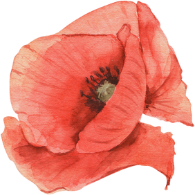 Poppy Watercolor Illustration